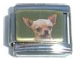 Chihuahua Picture Italian Charm