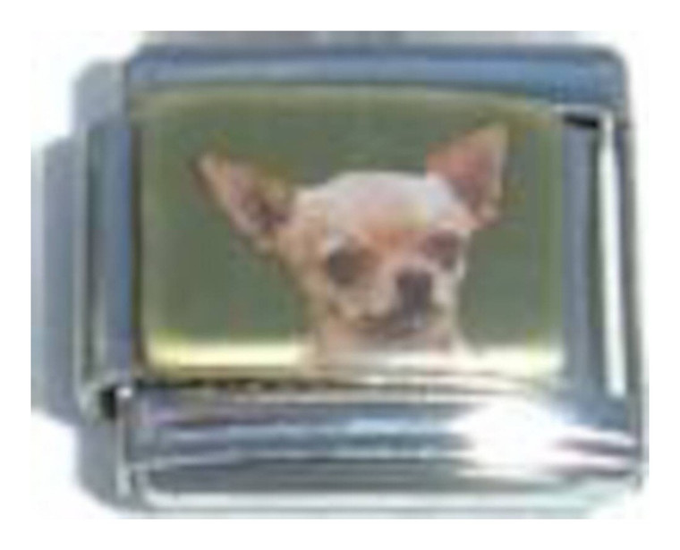 Chihuahua Picture Italian Charm