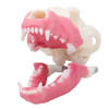Norah –MODULAR-Multi-Procedure Canine Dental Model
