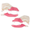 Norah –MODULAR-Multi-Procedure Canine Dental Model