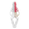 Norah – REPLACEMENT – Left Maxilla