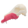 Norah – REPLACEMENT – Left Maxilla