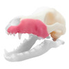 Norah – REPLACEMENT – Left Maxilla