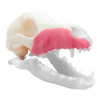 Norah – REPLACEMENT – Right Maxilla