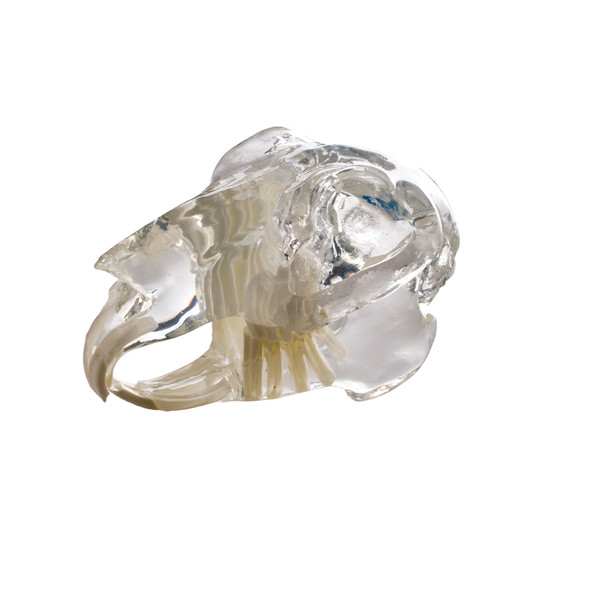 Clear Rabbit (Leporidae) Skull Model