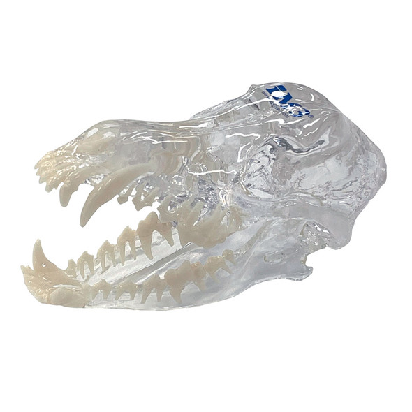 Canine Skull Model - Clear