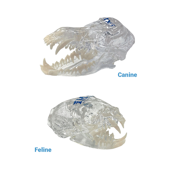 Feline & Canine Skull Model Set