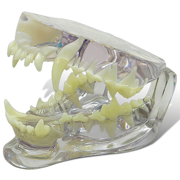 Canine Jaw Model - clear