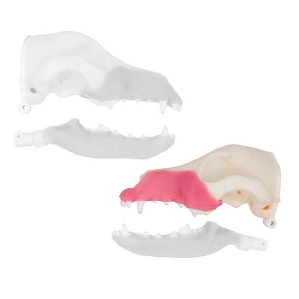 Norah – REPLACEMENT – Left Maxilla