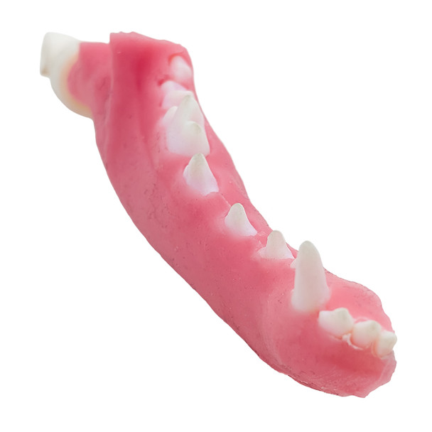 Norah – REPLACEMENT – Right Mandibula