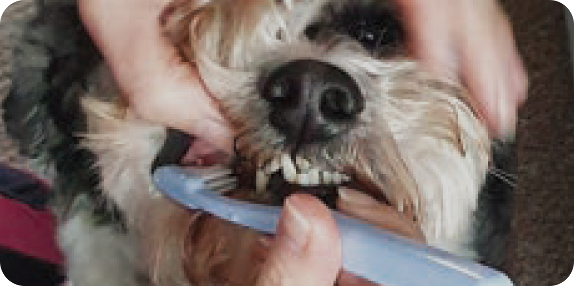Brushing a dog's teeth using Prophylactic approach