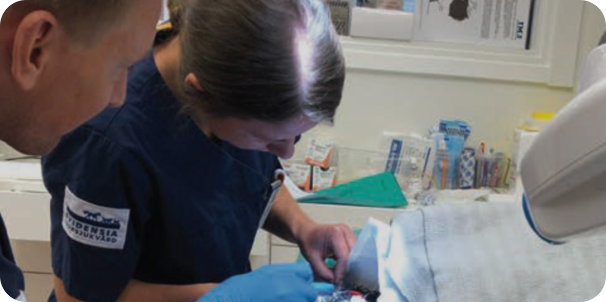 Dental practioner performing dental radiography