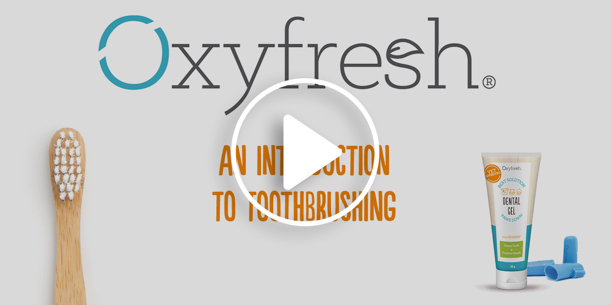 An introductory video on Toothbrushing with Oxyfresh
