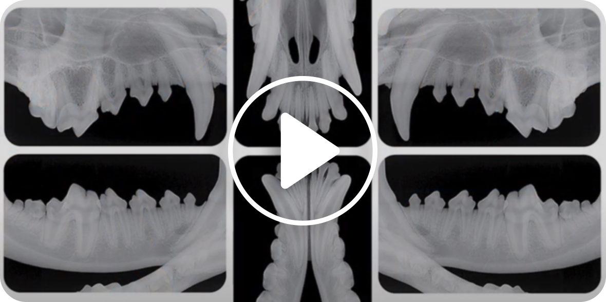 A video on X-Ray of a dog's teeth, showcasing dental health and structure