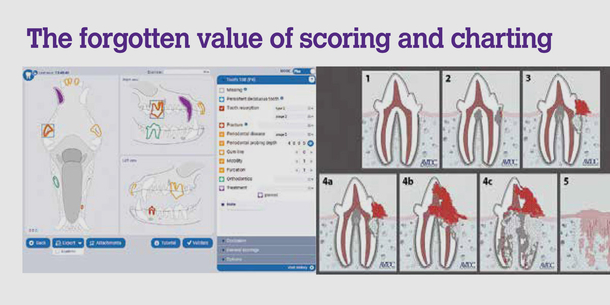 A video on importance of scoring and charting in veterinary dentistry 