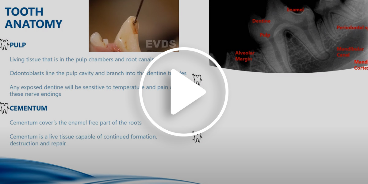 A video for vet nurses focusing on oral clinical examination