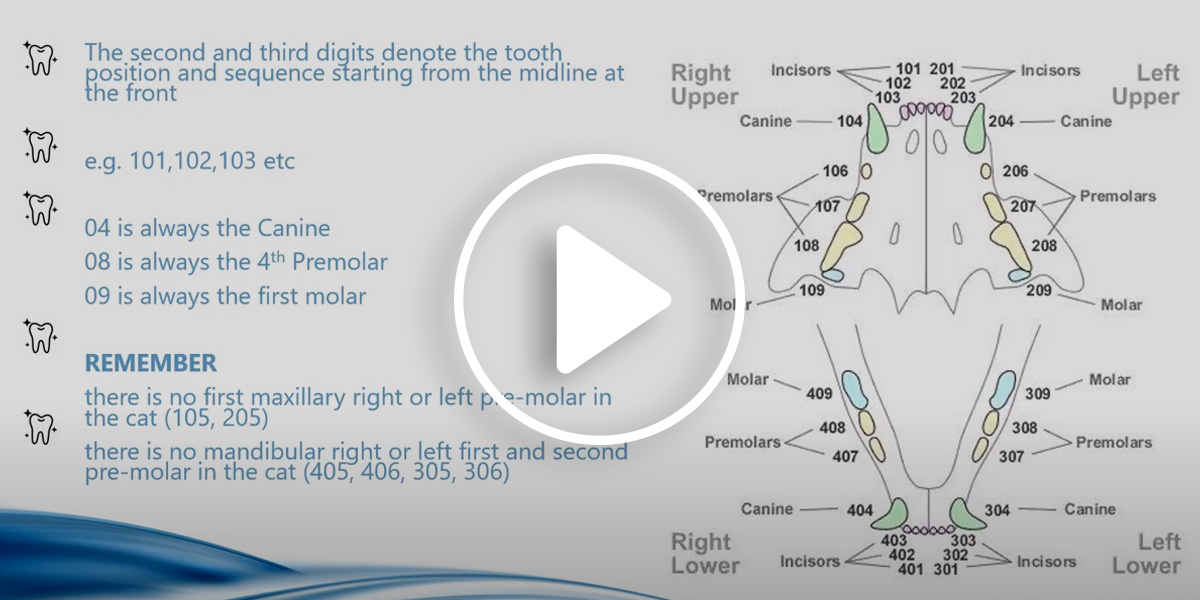 A video for vet nurses focusing on charting