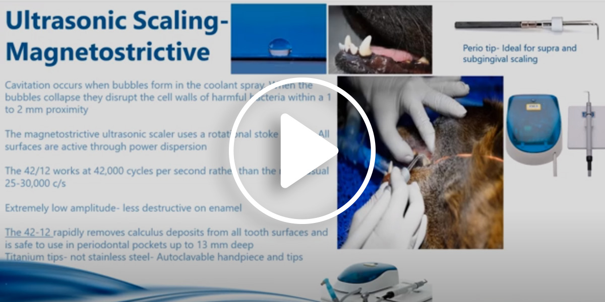 A video for vet nurses focusing on Scaling