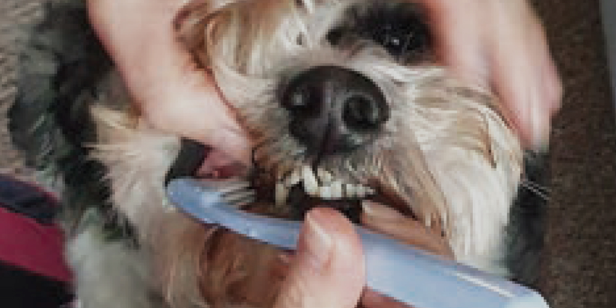A dog being brushed, promoting dental care with a prophylactic approach