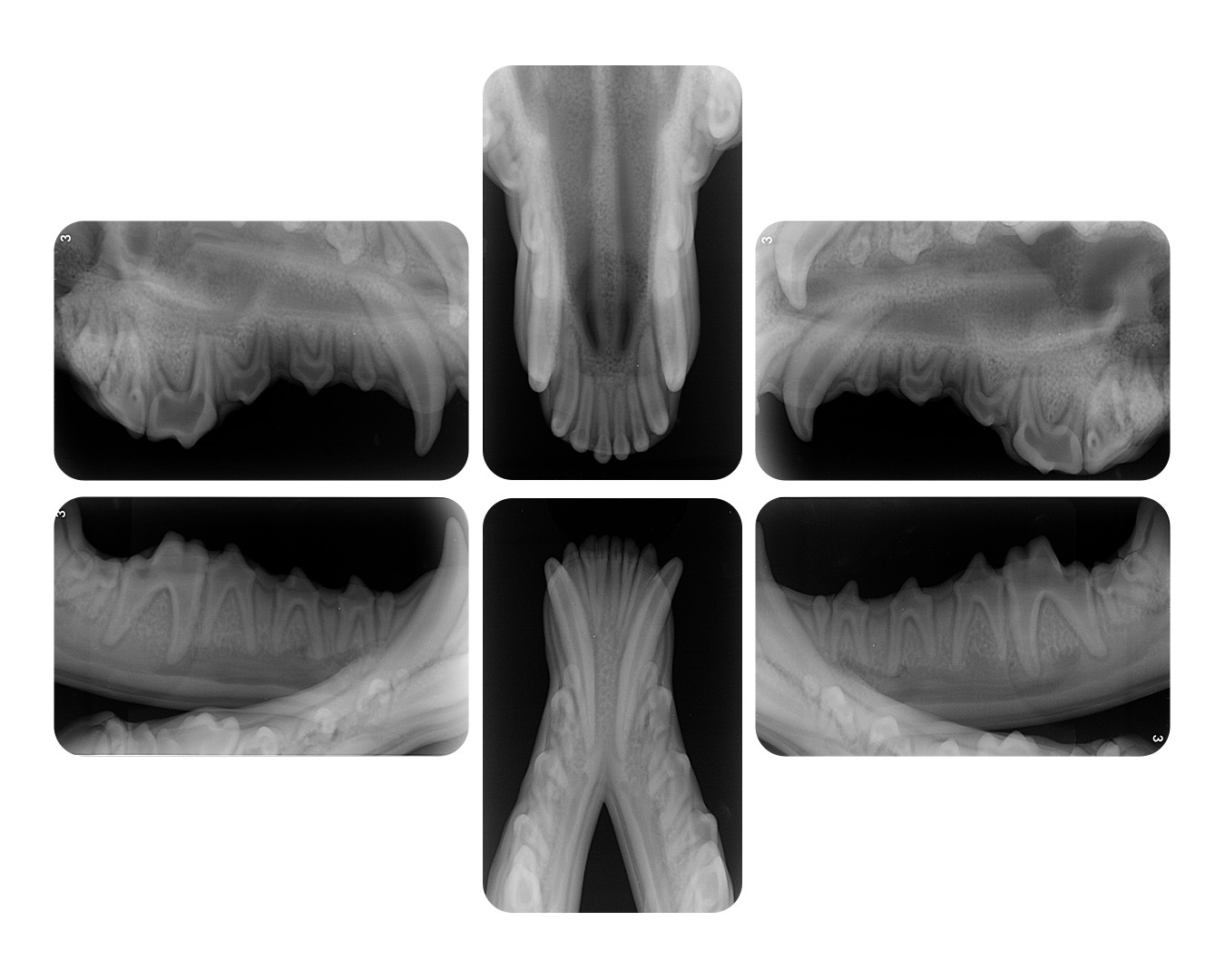 iM3 CR 7 2.0 VET Image Plate Scanner