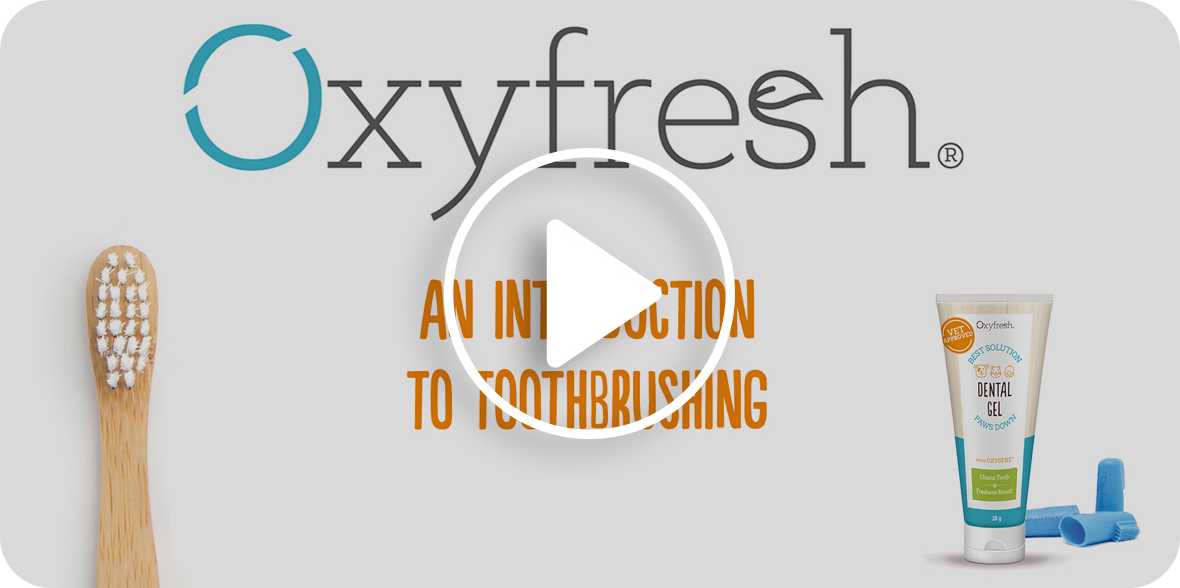 An introductory video on Toothbrushing with Oxyfresh