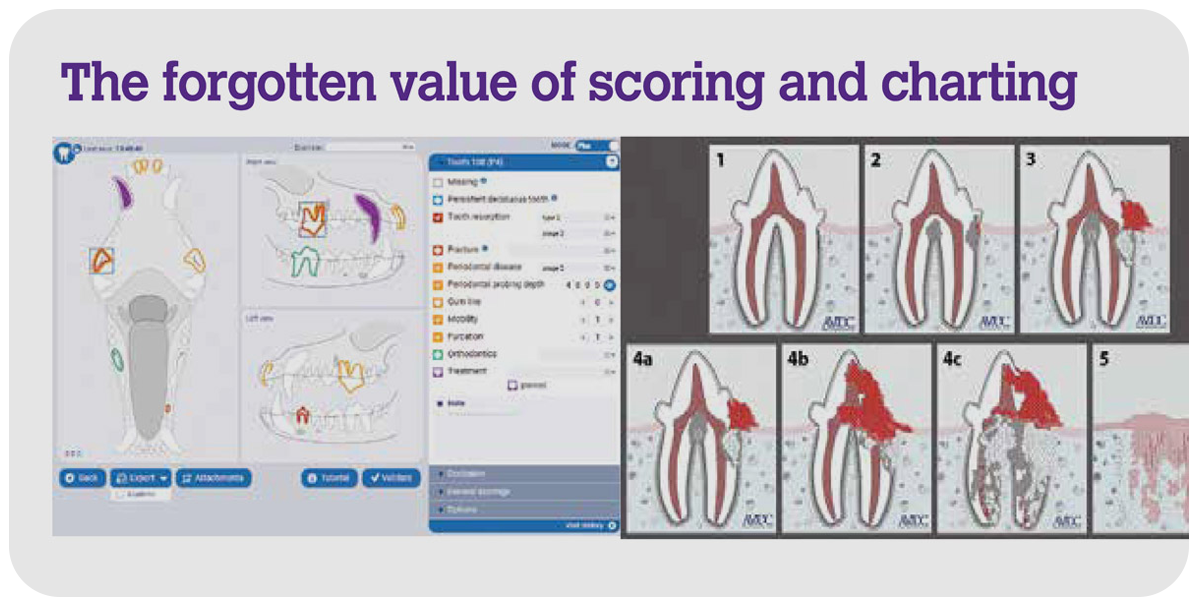 A video on importance of scoring and charting in veterinary dentistry 