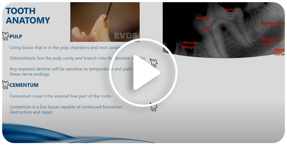 A video for vet nurses focusing on oral clinical examination