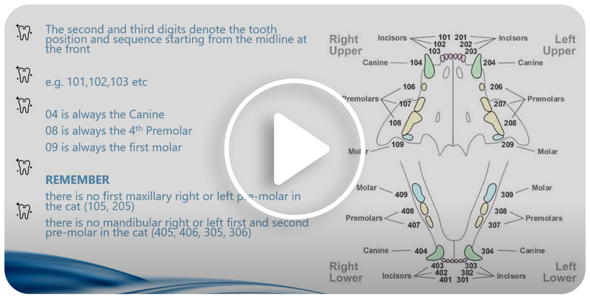 A video for vet nurses focusing on charting