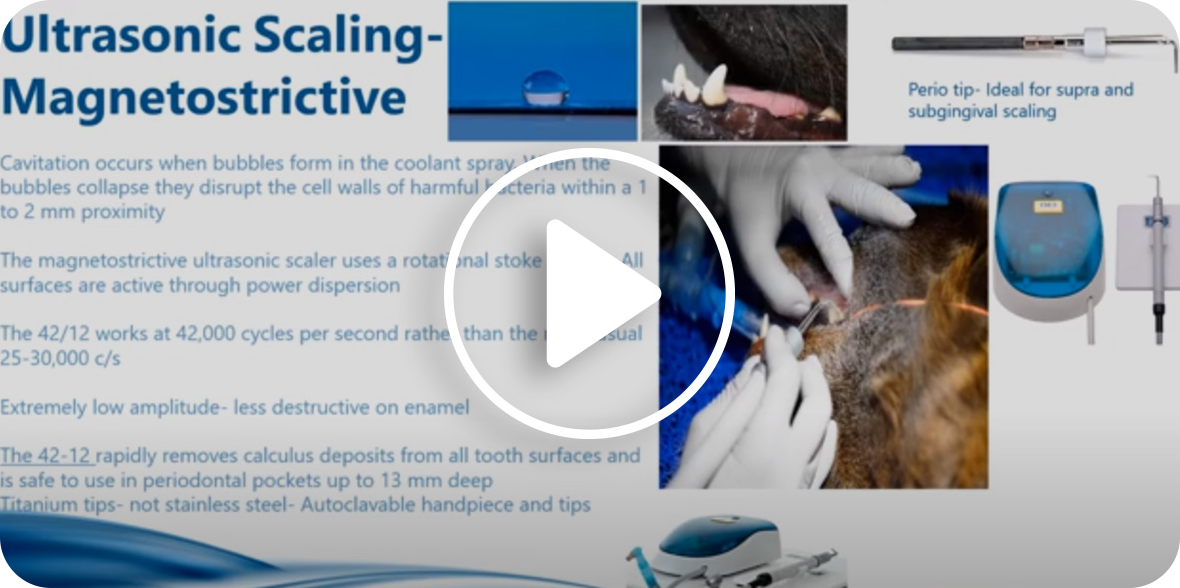 A video for vet nurses focusing on Scaling
