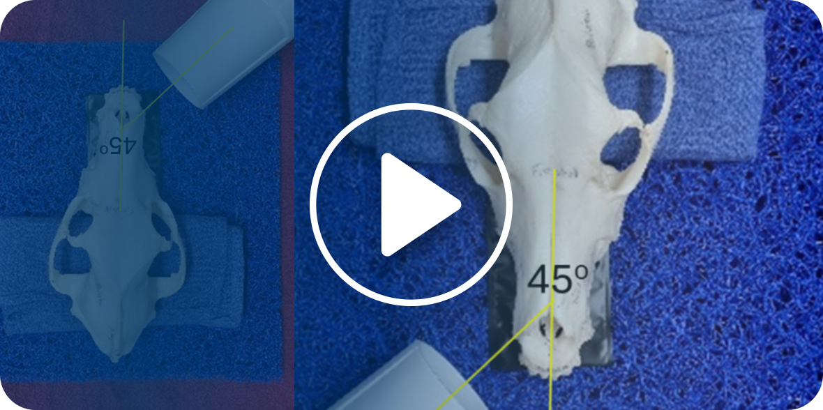 A video on Top Tips for Veterinary Dental Radiography