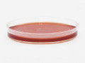 Prepared Media Burkholderia Cepacia Selective Agar Mono-Plate Format Prepared Media Burkholderia Cepacia Selective Agar Mono-Plate Format