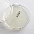 Prepared Media Nutrient Agar Plate Format Prepared Media Nutrient Agar Plate Format