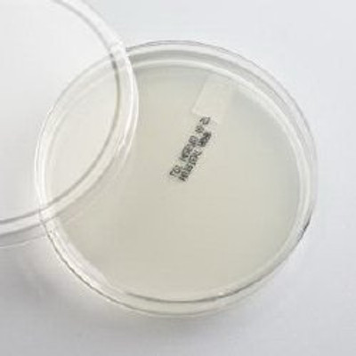 Prepared Media Nutrient Agar Prepared Media Nutrient Agar