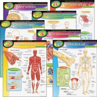 Trend The Human Body Chart Pack - Theme/Subject: Learning - 10-14 Year - 7 / Pack