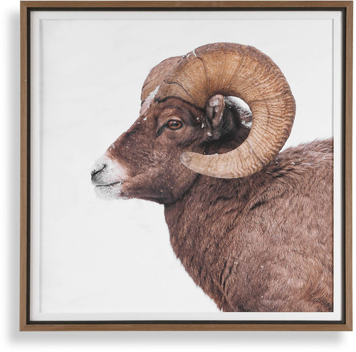 Uttermost UTT-32546 Big Horn Multi-frame / Linen Sheep Framed Wall Art 