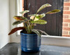 Burgon & Ball Oslo Blue Glazed Pot - Small