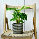 Oslo Grey Glazed Pot - Small