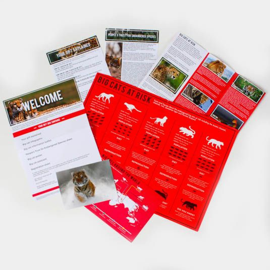 Adopt a Big Cat Gift Box