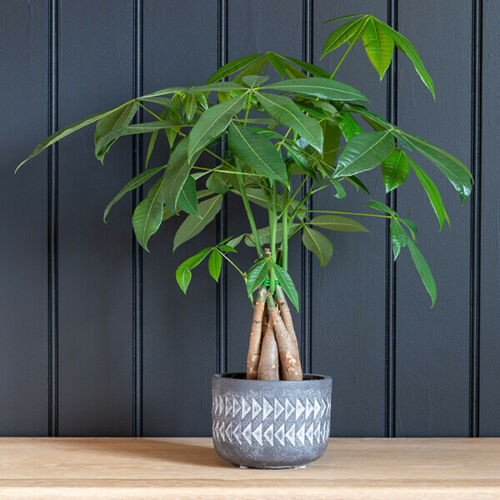 Burgon & Ball Aztec Stoneware Indoor Plant Pot 