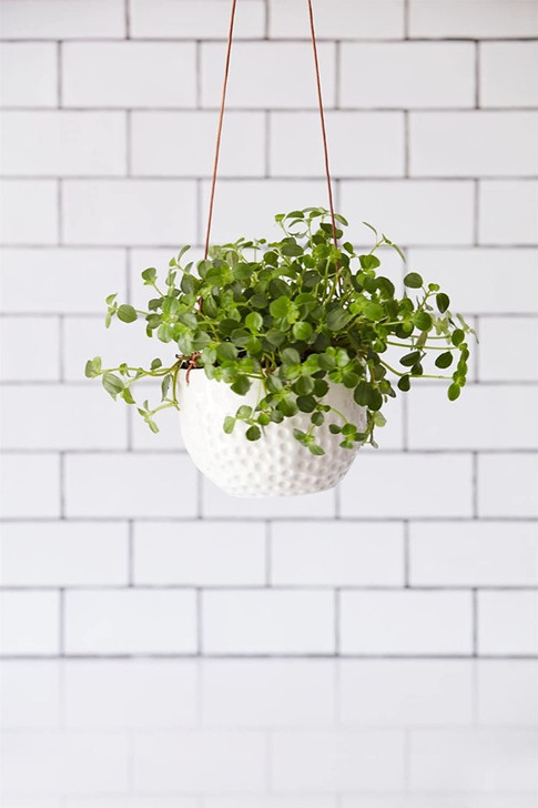 Burgon & Ball Ceramic Hanging Pot with Dimpled Surface & Leather Cord