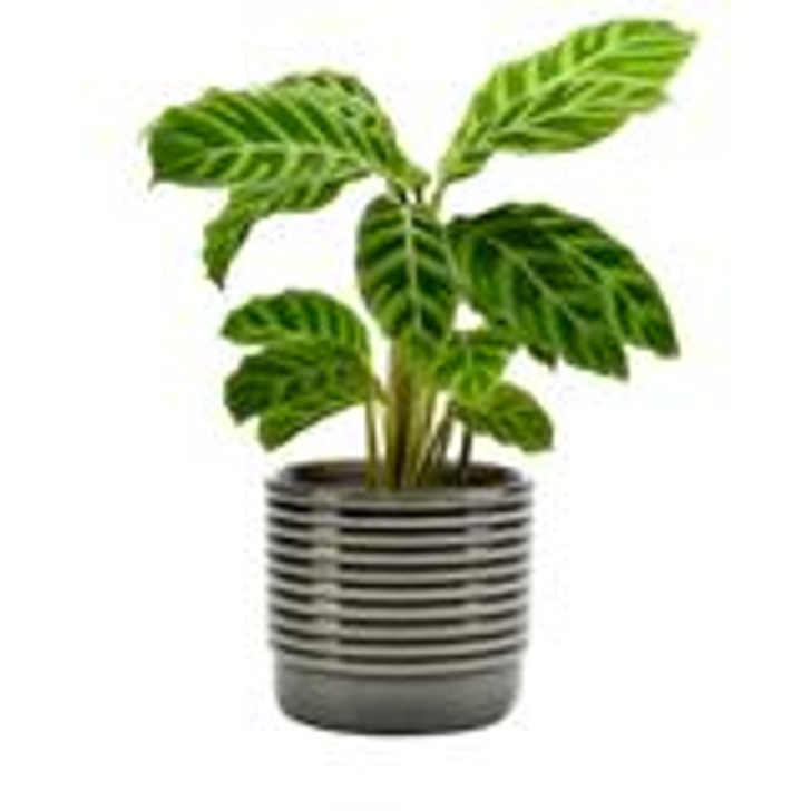Oslo Grey Glazed Pot - Small