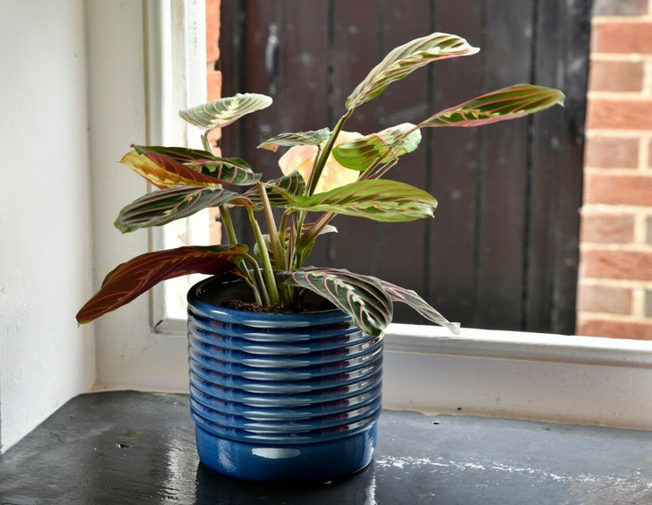 Burgon & Ball Oslo Blue Glazed Pot - Small