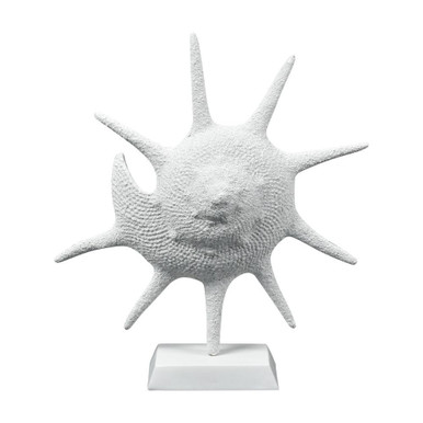 Marco 16.25 Inch Shell Sculpture In Coastal Style by Elk Home - S0037-11315