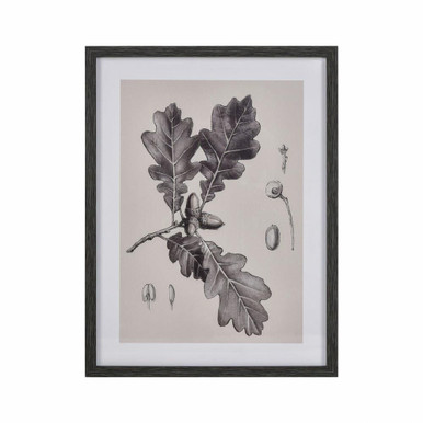 Oak II Botanic 24 Inch Framed Wall Art In Transitional Style by Elk Home - S0056-10636