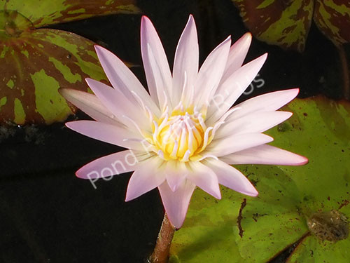 Pond Deals - Buy Nymphaea Madame Ganna Walska - Lavender ...