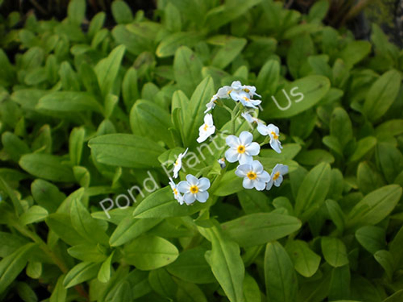 Pond Deals Buy Aquatic Forget Me Not Myosotis Scorpioides Flowering Bog Plant Online