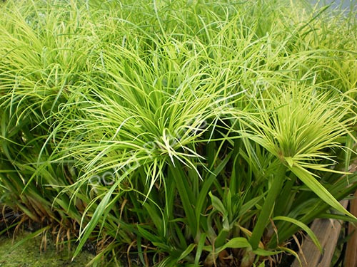 Pond Deals Buy King Tut Papyrus Cyperus Percamenthus Online