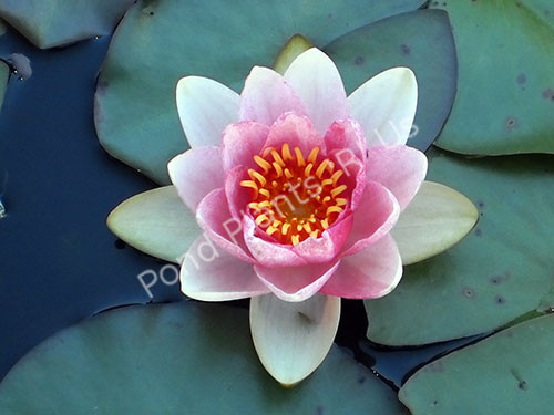 Pink Beauty (Fabiola)- Pink Hardy Water Lily