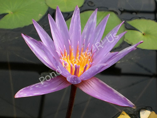 Islamorada- Purple Tropical Water Lily
