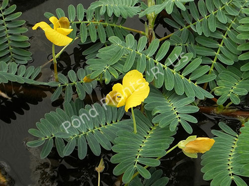 Pond Deals - Buy Water Hyacinth - Floating Pond Plants online